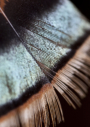 Rio Grande turkey feather by Kathy Adams Clark