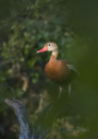Black-bellied Whistling Duck by Larry Ditto 2015