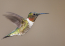Ruby-throated Hummingbird by Sean Fitzgerald 