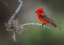 Vermilion flycatcher by Sean Fitzgerald 