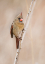 Northern Cardinal by Chris Smith 2014