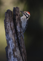 Ladder-backed Woodpecker by Larry Ditto 2015