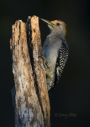 Golden-fronted Woodpecker by Larry Ditto 2015
