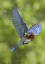 Eastern Bluebird by Melody Lytle 2014