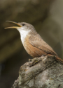 Canyon Wren by Melody Lytle 2014