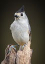 Black-crested Titmouse by Sean Fitzgerald