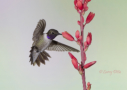 Black-chinned Hummingbird by Larry Ditto 2015
