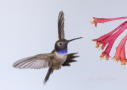 Black-chinned Hummingbird by Larry Ditto 2015