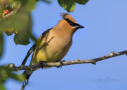Cedar Waxwing by Larry Ditto 2015