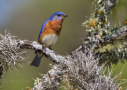 Eastern Bluebird by Larry Ditto 2015