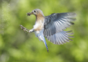 Eastern Bluebird by Melody Lytle 2014