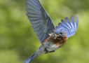 Eastern Bluebird by Melody Lytle 2014