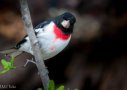 Rose-breasted Grosbeak by Mack Hicks 2012