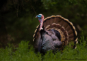 Rio Grande Turkey by Barbara Pickthall 2015