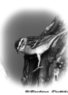 Chipping Sparrow by Barbara Pickthall 2015
