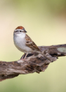 Chipping Sparrow by Barbara Pickthall 2015