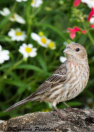 House Finch (f) by Barbara Pickthall 2015