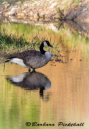 Canada Goose by Barbara Pickthall 2015 