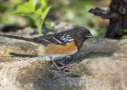 Spotted Towhee by Allen Dale 2016