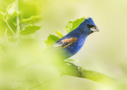 Blue Grosbeak by Larry Ditto 2016