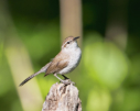 Bewicks Wren by Allen Dale 2016