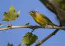 Nashville Warbler by Larry Ditto 2016