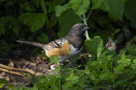 Spotted Towhee by Larry Ditto 2016