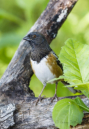 Spotted Towhee by Larry Ditto 2016