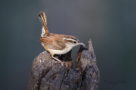 Carolina Wren by Larry Ditto 2016