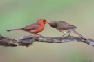 Northern Cardinal Exchange by Tom Redd 2016