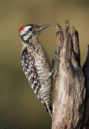 Ladder-backed Woodpecker by Tom Redd 2016