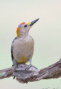 Golden-fronted Woodpecker by Tom Redd 2016