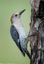 Golden-fronted Woodpecker by Mike Madding 2016