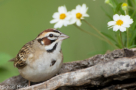 Lark Sparrow by Mike Madding 2016