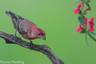 House Finch by Mike Madding 2016