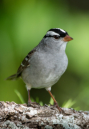 Lark Sparrow by Mike Madding 2016