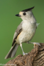 Black-crested Titmouse by Mike Madding 2016