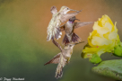 Black-chinned Hummingbirds by Peggy Blackwell 2015