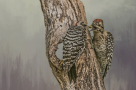 Ladder-backed Woodpeckers by Peggy Blackwell 2015