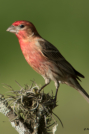 House Finch by Prestson Dodson 2016