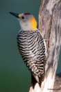 Golden-fronted Woodpecker by Prestson Dodson 2016