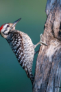 Ladder-back Woodpecker by Dorothy Dodson 2016