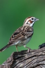 Lark Sparrow by Dorothy Dodson 2016