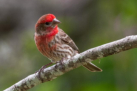 House Finch by Dorothy Dodson 2016
