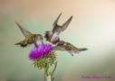 Black-chinned Hummingbirds by Kathy Adams Clark 2016