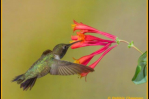 Black-chinned Hummingbird by Debbie Chapman 2016