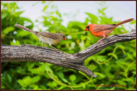 N. Cardinals by Debbie Chapman 2016