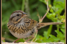 Lincoln's Sparrow by Debbie Chapman 2016