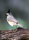 Tufted Titmouse by Dyan Nemec 2016