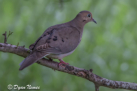 Mourning Dove by Dyan Nemec 2016